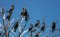 Wpływ kormoranów na rozwój turystyki na Pojezierzu Drawskim